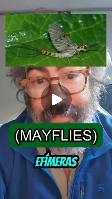 efímera (#mayfly) y un par de datos "curiosos".