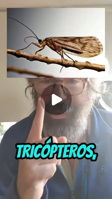 tricópteros (#Caddis).