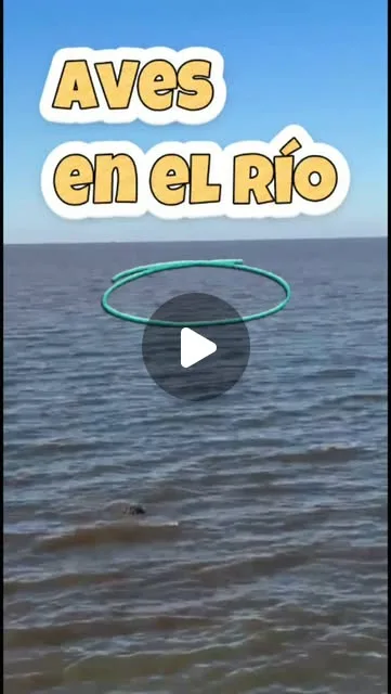 Tip corto, la importancia de mirar las aves.